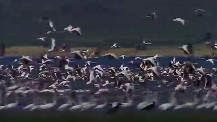 Природа мира76