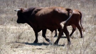 Alte menorquinische Rinderrasse auf der Finca Binifela, Sommerfütterung