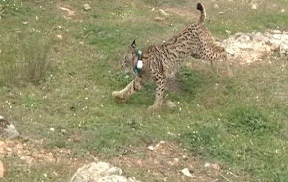 Extremadura cuenta ya con 23 linces ibéricos en libertad