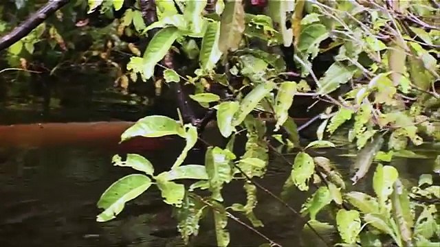 Дикая природа америки6