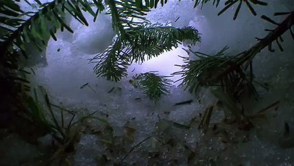 Дикая природа америки26
