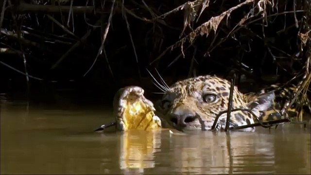 Дикая природа америки1