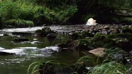 Дикая природа америки12