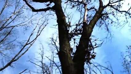 Дикая природа америки17