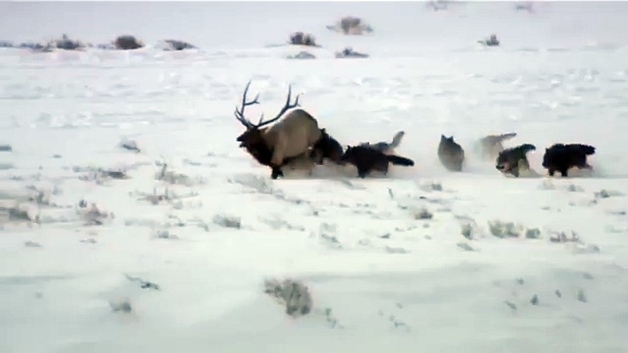 Дикая природа америки23