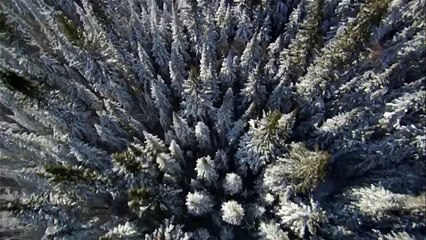 Дикая природа америки24