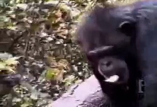 Monkey scratches his butt and faints