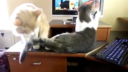 Cat tries to stop his brother from attacking computer monitor