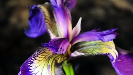 Про природу аляски001