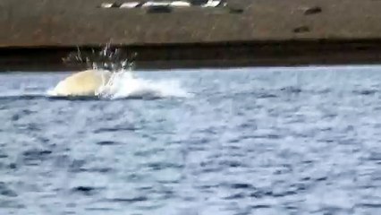 Про природу аляски009