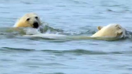 Про природу аляски011