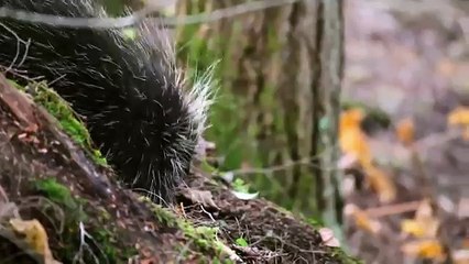 Про природу аляски015