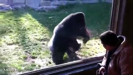 Animals Can Be Jerks Compilation 2014 NEW HD