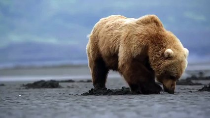 Про природу аляски029