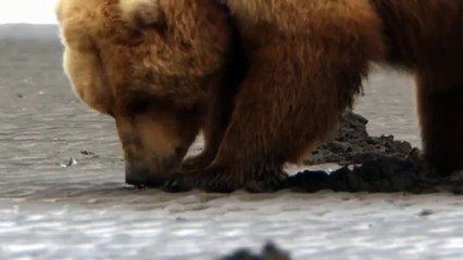 Про природу аляски031