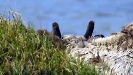 Про природу аляски043