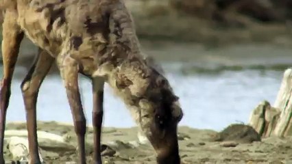 Про природу аляски045