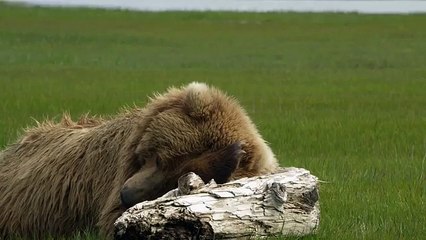 Про природу аляски049