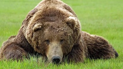 Про природу аляски061