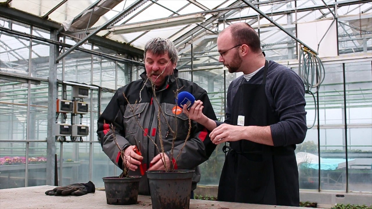 Les Experts jardin taillent les rosiers
