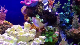 Neon tetra, top fin coral, ghost shrimp, white sand