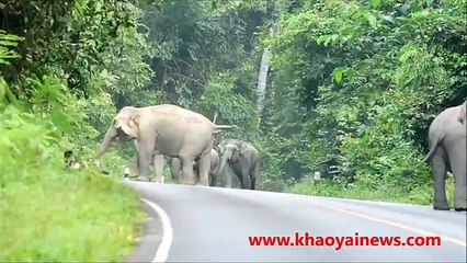 elephant herd attacks motorbike