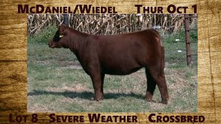 Lot 8 Severe Weather Crossbred Heifer