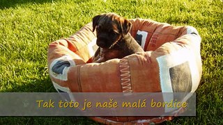 Border terrier - Ema ostrost.wmv