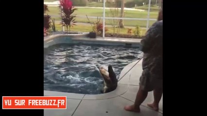 Une famille découvre un alligator géant dans leur piscine