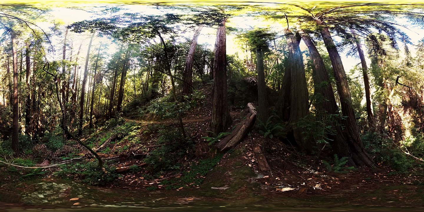 Redwoods: Walk Among Giants (360 Video)