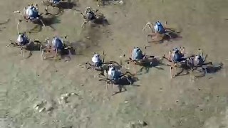 Cangrejitos en Stradbroke Island