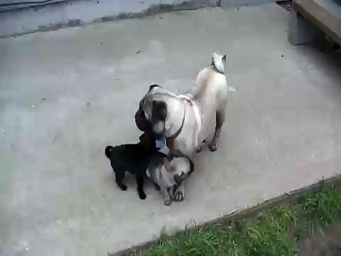 Pug puppies