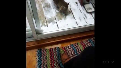 MyNews: Dog comes face-to-face with bobcat in Ontario