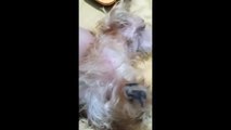 Dog literally cries when owner stops belly rubs