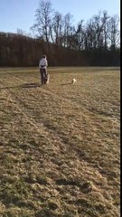 Dog Runs Opposite Way of Frisbee