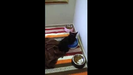 Scottish Terrier puppy tries swimming in her water bowl