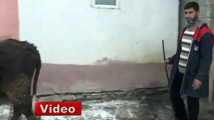 Dondurucu soğuklar hayvan sahiplerini etkiledi