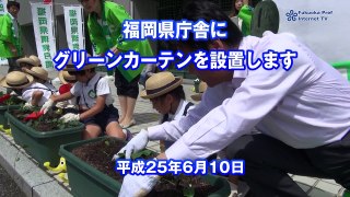 福岡県庁舎にグリーンカーテンを設置します