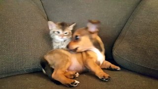 Un chaton joue avec un bébé chien trop mignon !