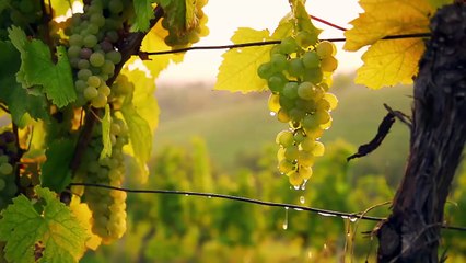 Fred Armisen Pour Foghat Caves