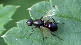 Diptera, Sepsidae