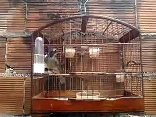 Trinca-Ferro Galador