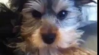 Kuma the Yorkshire Terrier doing an evil yawn