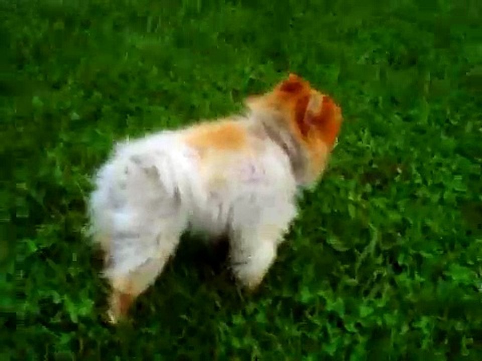 Puff Puff Goes Outside