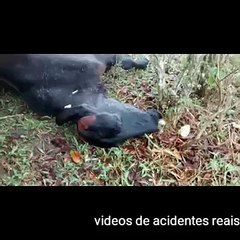 Raio mata 9 vacas .