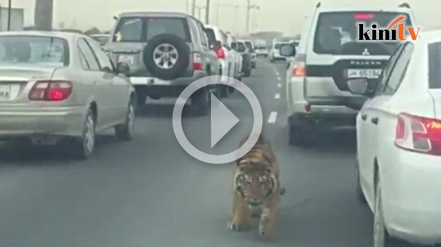 Video: Harimau di tengah jalan, pengguna lebuh raya panik