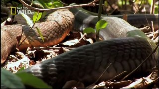 El descubrimiento de los animales salvajes Rey de las Cobras documental del Discovery channel películas HD - 2016
