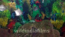 Mono Angel Fish - fish aquarium in kolkata science city