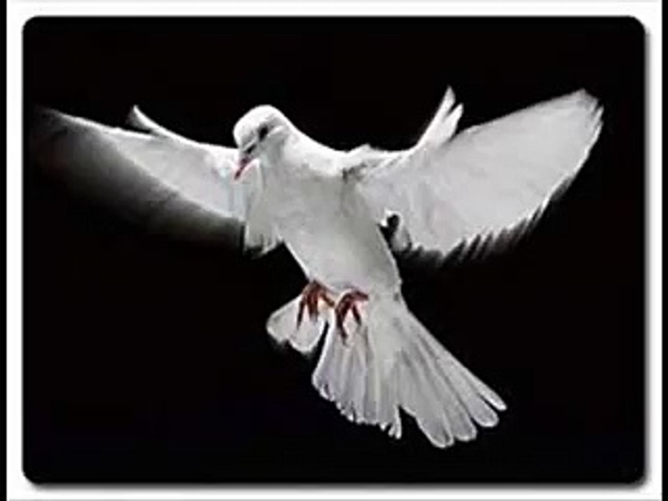 Pombinha Branca (Tibagí e Miltinho)