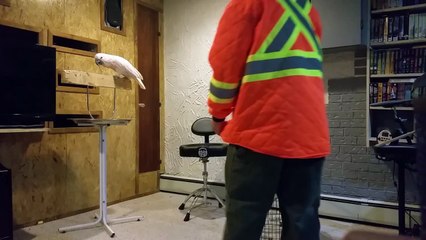 Why Round Bird Cages Are Bad & What to Use Instead 🐦